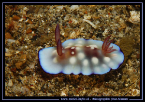 Lembeh Strait is just amazing for Nudibranches... All kin... by Michel Lonfat 